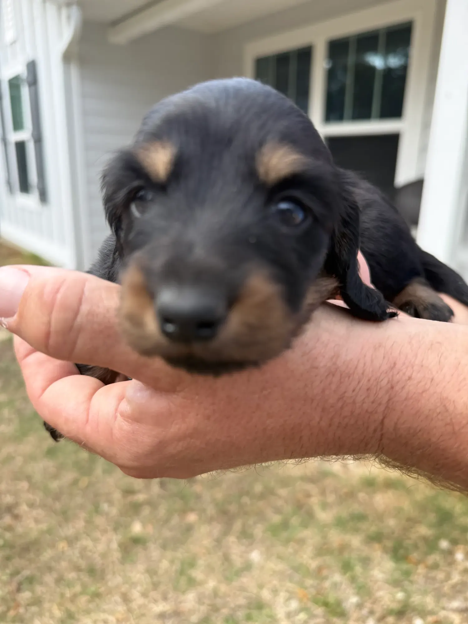 A black and tan Miniature Dachshund puppy held in one hand