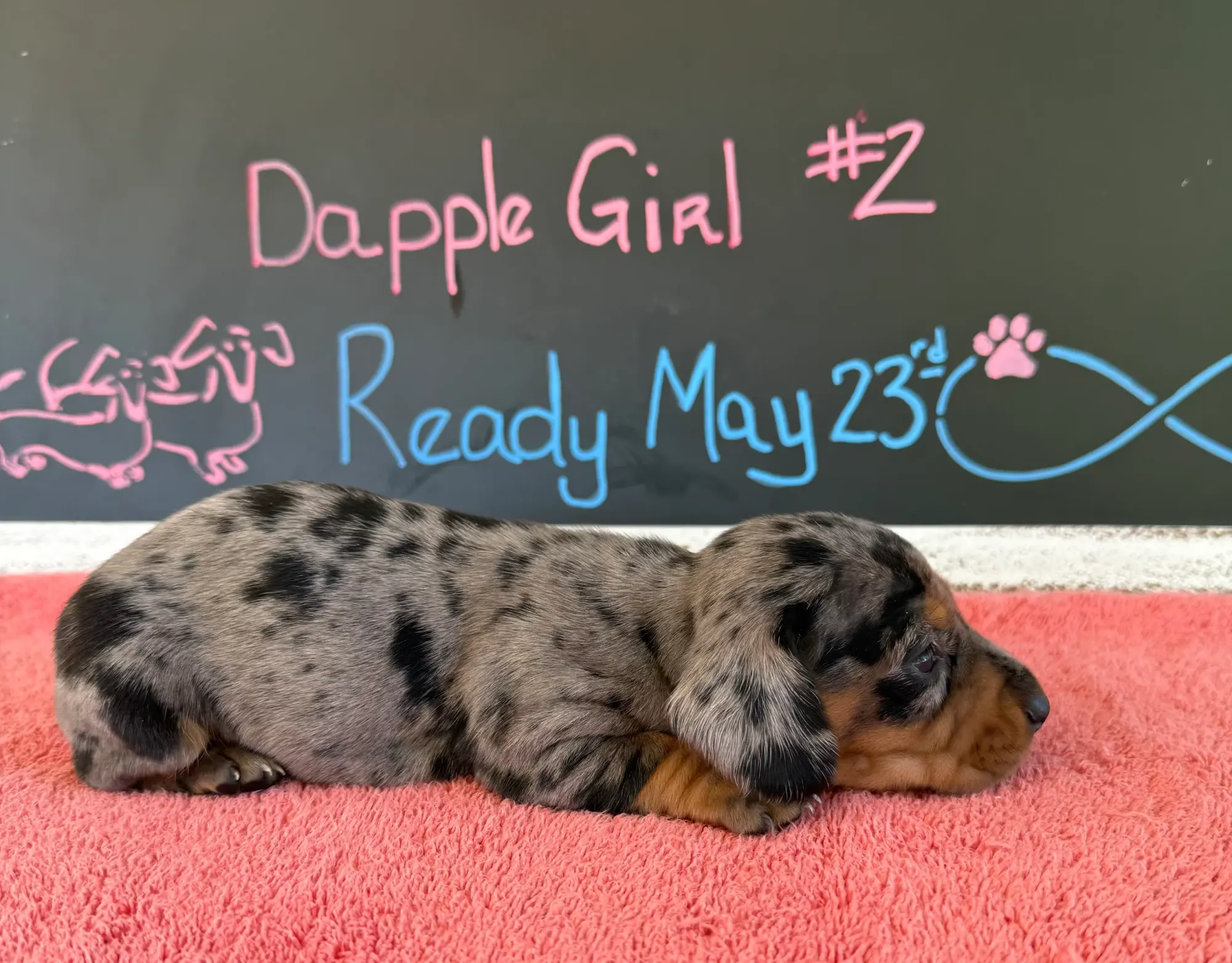 A dapple girl on a coral towel in front of Kelli's chalkboard sign