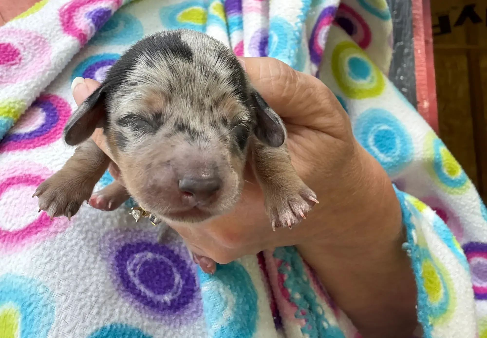 A dapple Miniature Dachshund puppy on a blanket