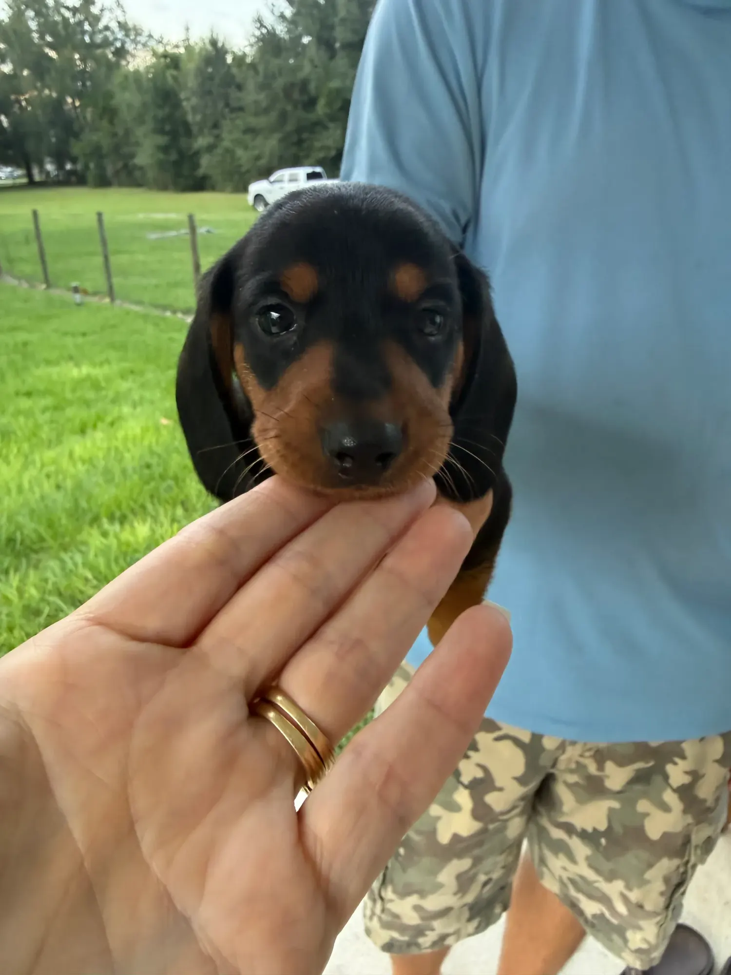 Miniature Dachshund puppy at Irish Rose Acres