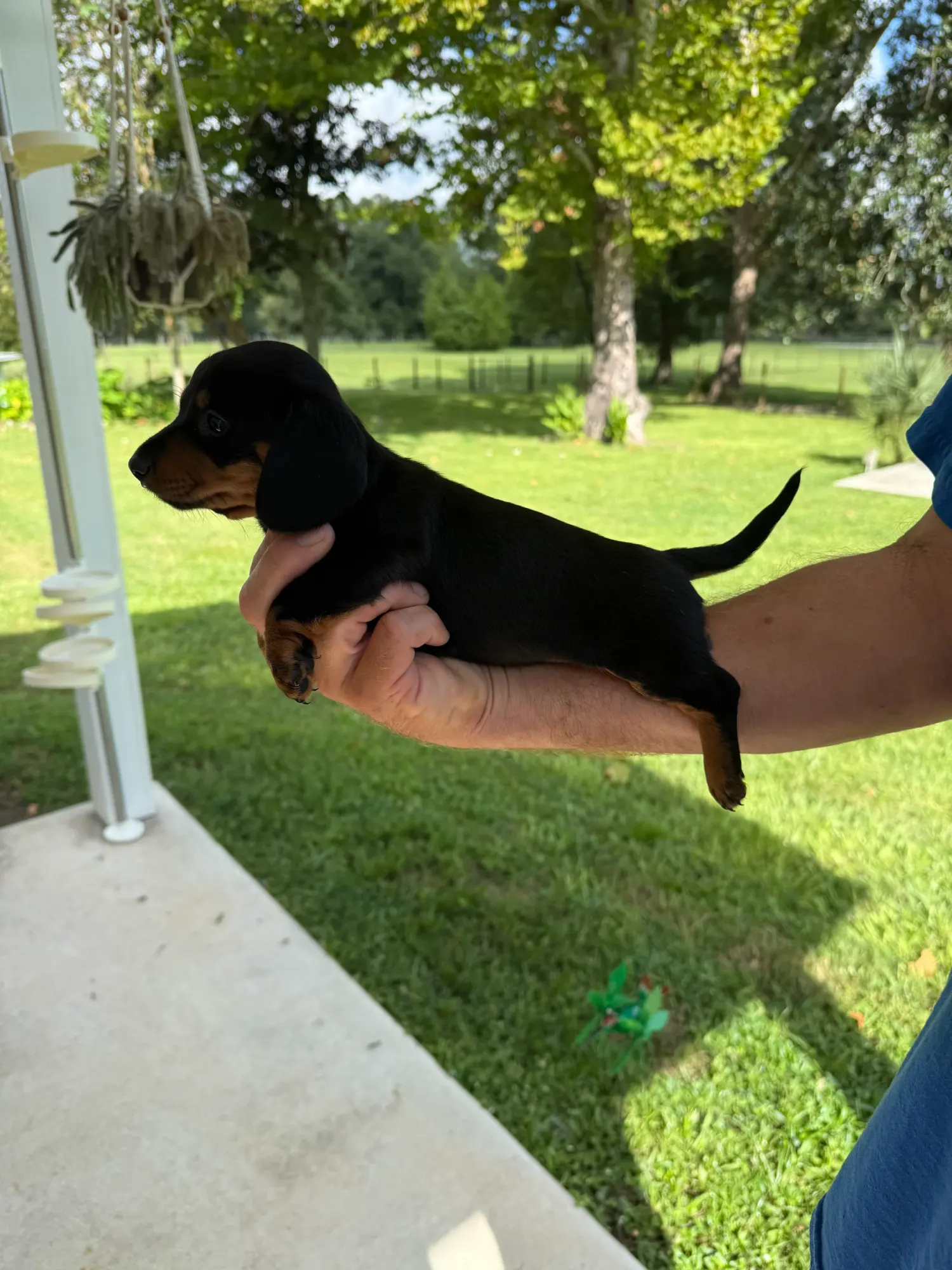 Miniature Dachshund puppy at Irish Rose Acres