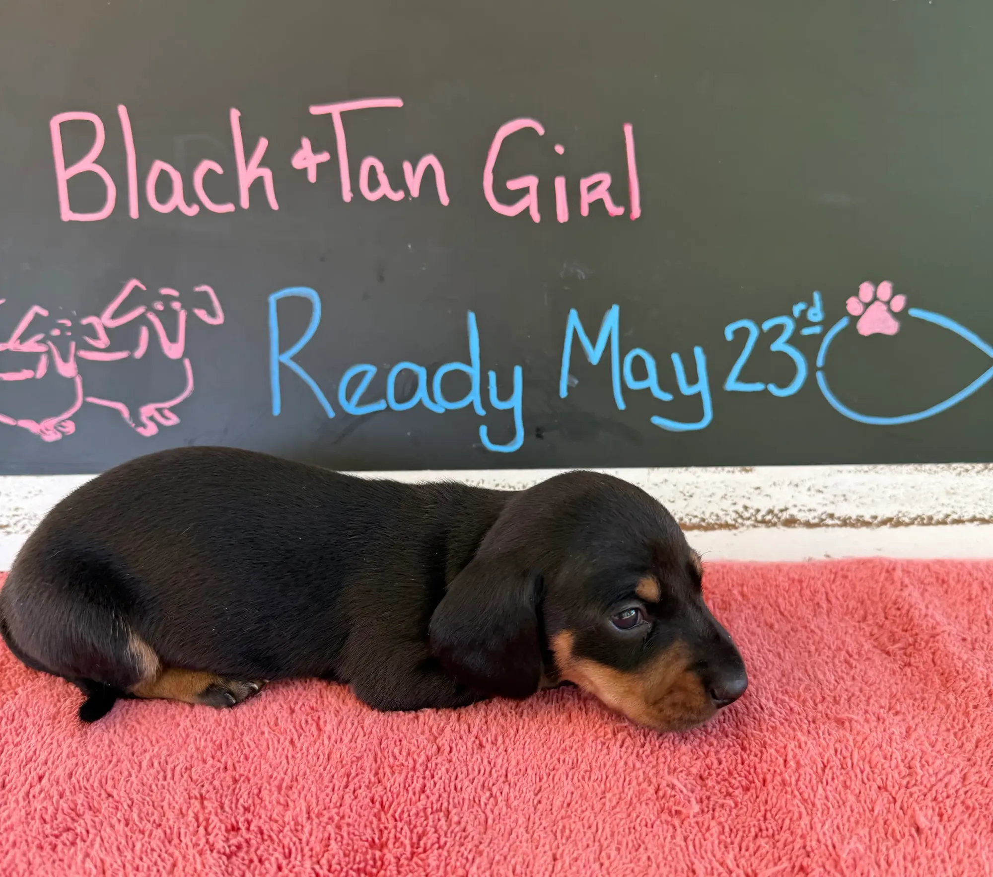 A black and tan girl on a coral towel in front of Kelli's chalkboard sign
